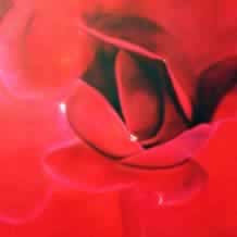 Close up Red Rose