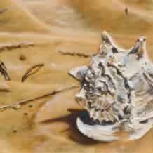 Conch shell study