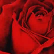 Deep Red Rose