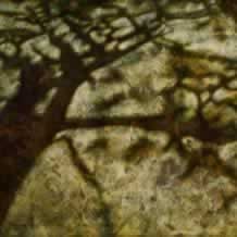 Park Shadows Park Shadows