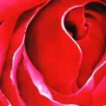 Pink Red Rose