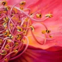 Full Blown Pink Rose