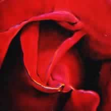 Red Rose and Purple