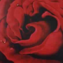Red Rose with Dew Drops