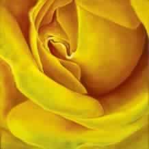 Rileys Roses 1/4