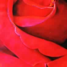 Study in Red