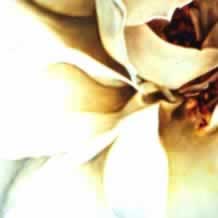 White Open Rose