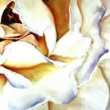 White Rose