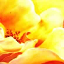 Yellow Open Rose Study #2