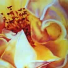 Yellow Open Rose Study #3