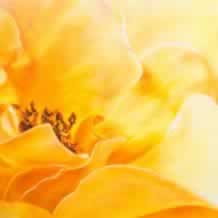 Full Blown Yellow Rose
