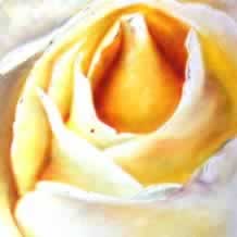 Yellow White Rose